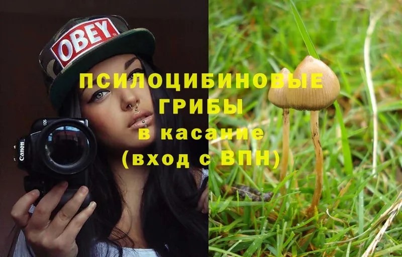 Псилоцибиновые грибы Psilocybe  Белинский 